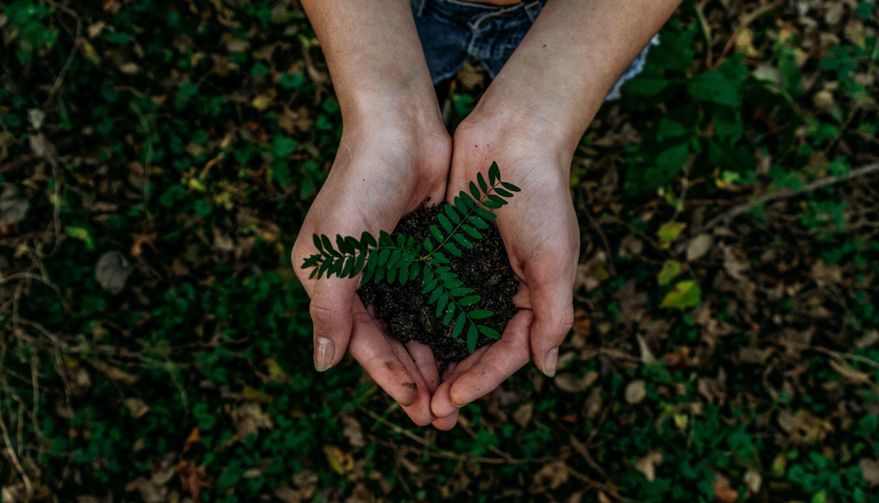 یک گیاه کوچک درون خاک در دستان یک فرد