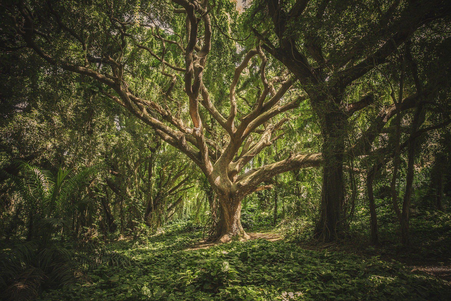درخت قدیمی در جنگل